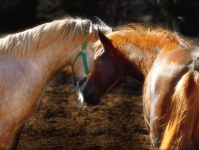 Una historia de  caballos y gusanos