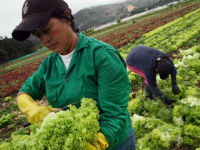 Las huellas de Bayer y Monsanto en el golpe de EE.UU contra Venezuela